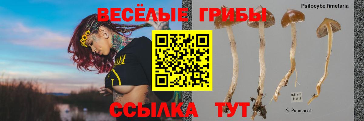 Новодвинск  Псилоцибиновые грибы ЛСД  Вход с VPN  Псилоцибиновые грибы мухоморы 